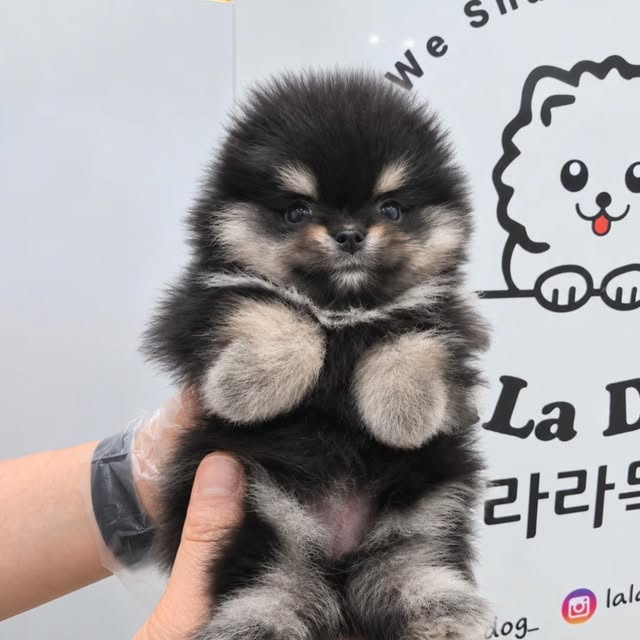 라라독 강아지 사진 05