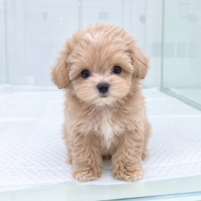 라라독 강아지 사진 06