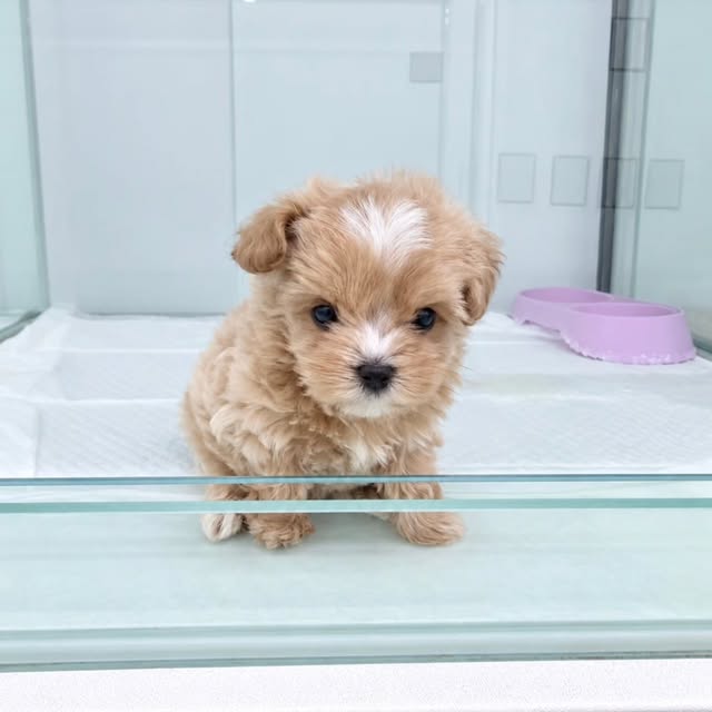 라라독 강아지 사진 04