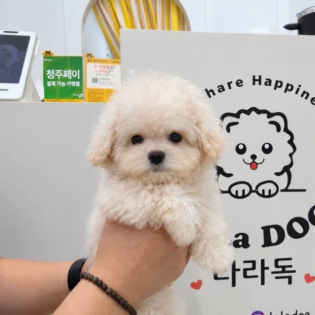 라라독 인스타그램에 게시된 크림색 강아지 사진