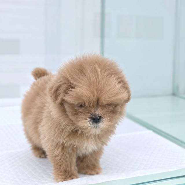 라라독 강아지 사진 02